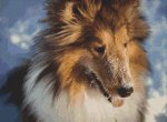 (image for) Snow Collie